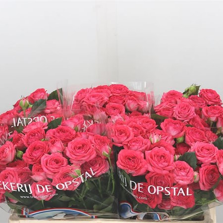 Rose Spray Apricio