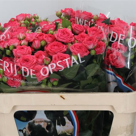 Rose Spray Apricio