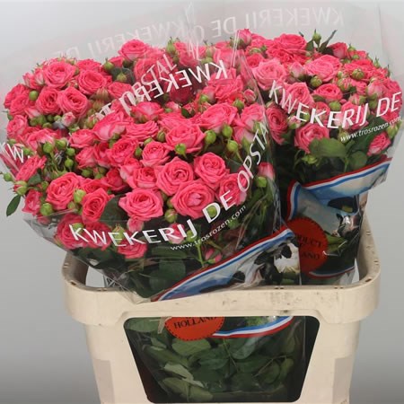 Rose Spray Apricio