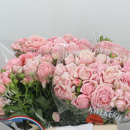 Rose Spray Apricot Essence