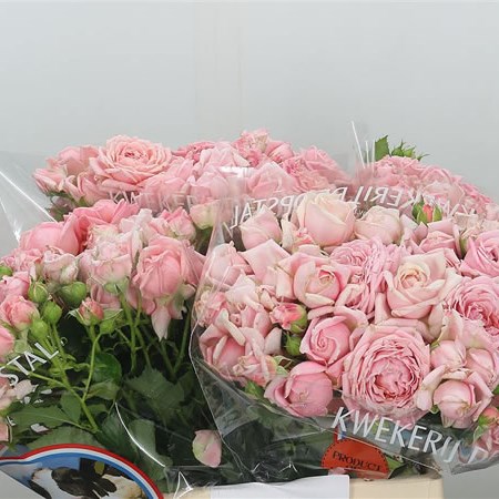 Rose Spray Apricot Essence