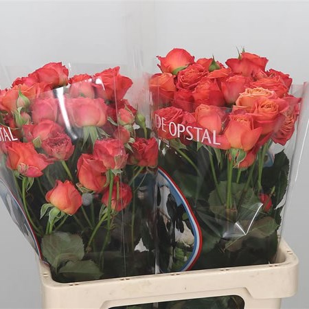 Rose Spray Apricot Lace