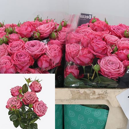 Rose Spray Artesia 70cm | Wholesale Dutch Flowers & Florist