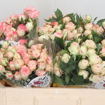 Rose Spray Arti