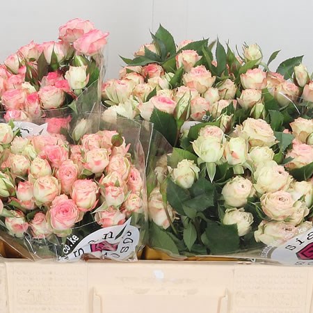 Rose Spray Arti