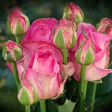 Rose Spray Avalanche Candy