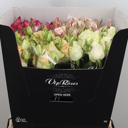 Rose Spray Avalanche Mix