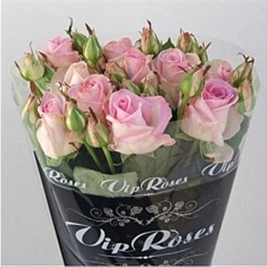 Rose Spray Avalanche Sorbet