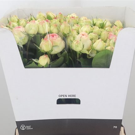 Rose Spray Ave Maria