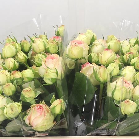 Rose Spray Ave Maria