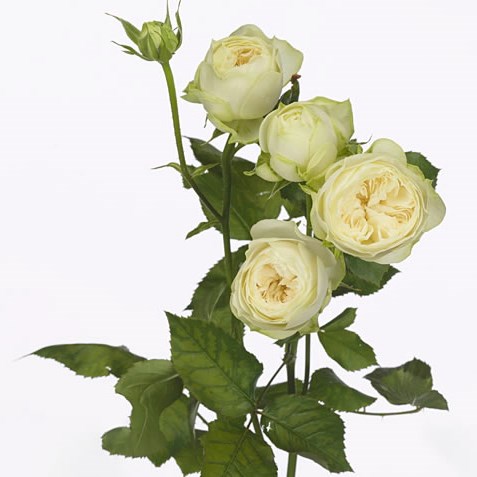 Rose Spray Ayala