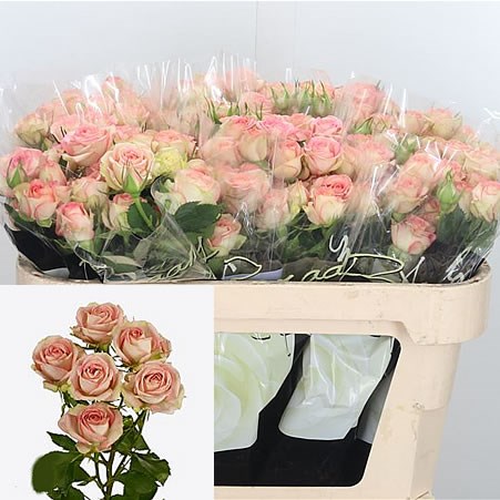 Rose Spray Azore 60cm | Wholesale Dutch Flowers & Florist Supplies UK