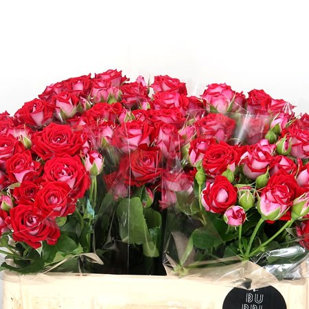 Rose Spray B-bubbles