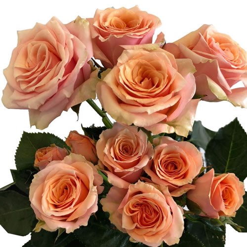 Rose (Spray) Baby Rosever