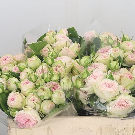 Rose Spray Ballerina Summerhouse