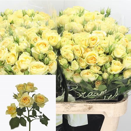 Rose Spray Bandolero