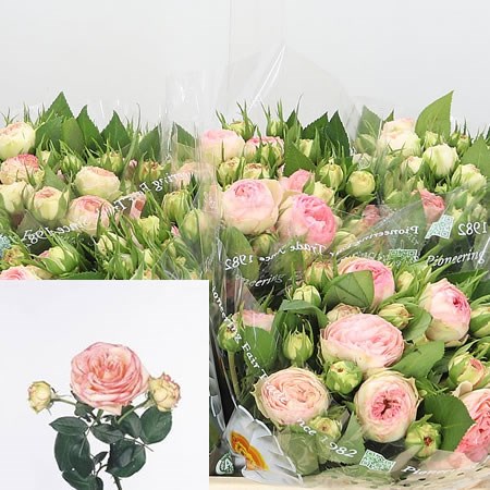 Rose Spray Biedermeier