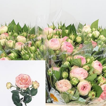 Rose Spray Biedermeier