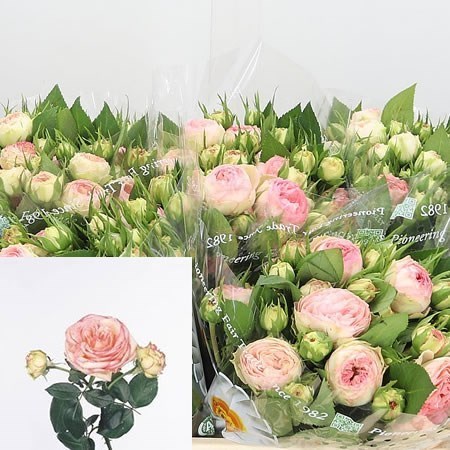 Rose Spray Biedermeier