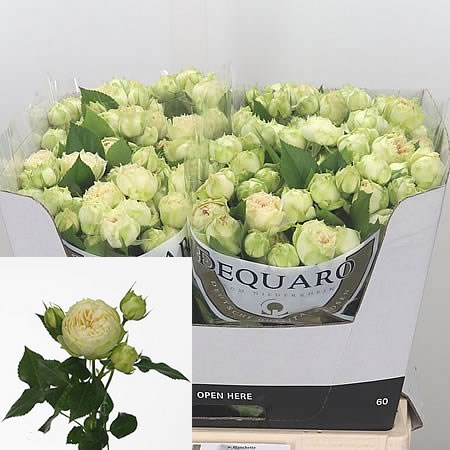 Rose Spray Blanchette