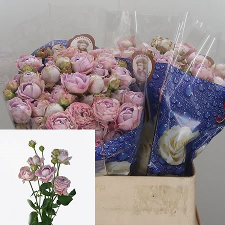 Rose Spray Blossom Bubbles