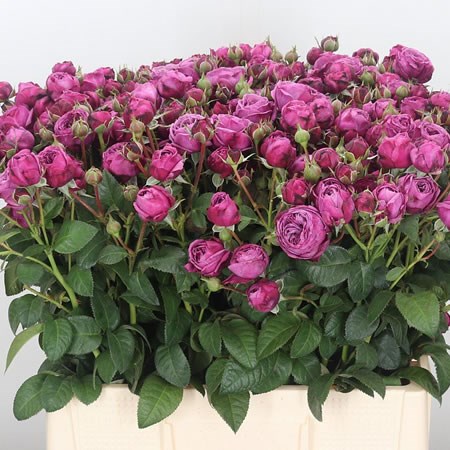 Rose Spray Blue Sky Freela