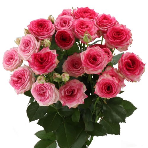 Rose Spray Bonbon