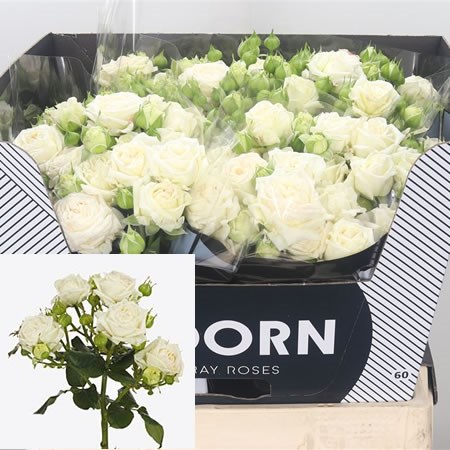 Rose Spray Bridal Flow