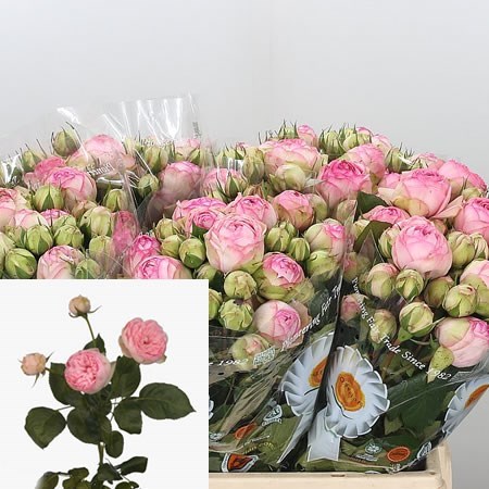 Rose Spray Bridal Piano