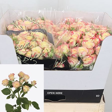 Rose Spray Candelicious 60cm | Wholesale Dutch Flowers & Florist