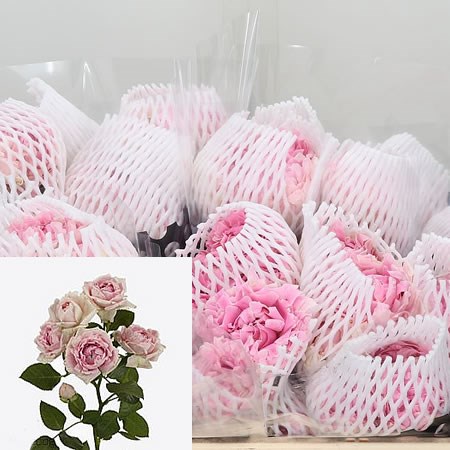 Rose Spray Candy Flow