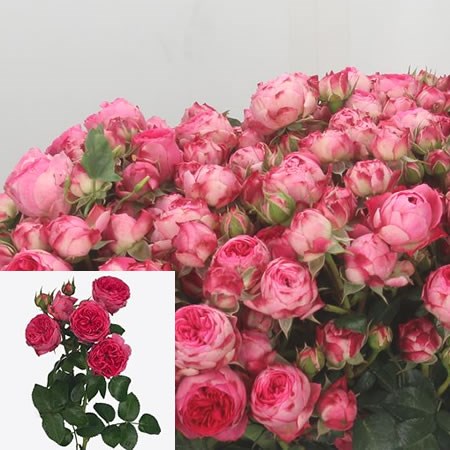 Rose Spray Candy Rokoko