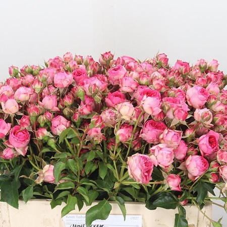 Rose Spray Candy Rokoko