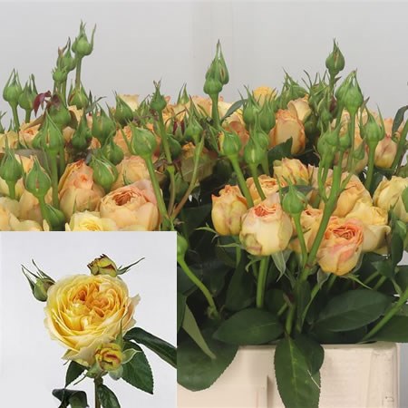 Rose Spray Caramel Antike