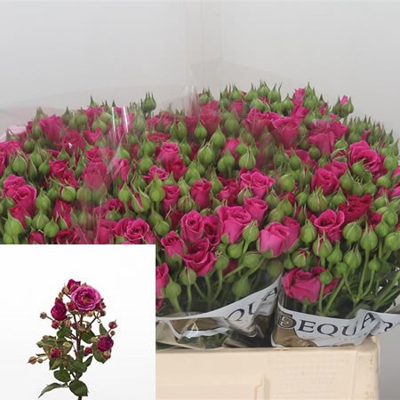 Rose Spray Carat