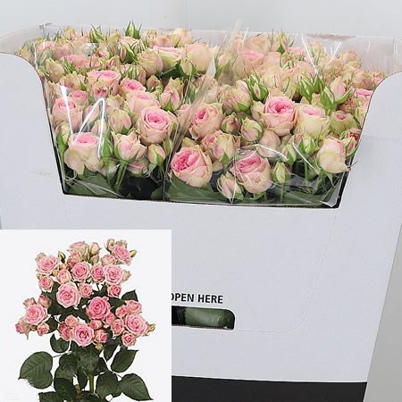 Rose Spray Carlotta