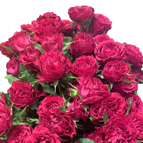 Rose Spray Cerise Rosever
