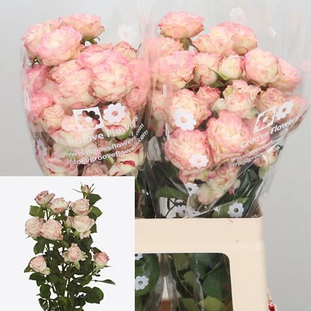 Rose Spray Charming Flow