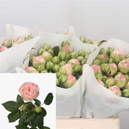Rose Spray Charming Piano