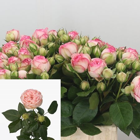 Rose Spray Charming Piano