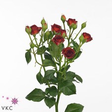Rose Spray Chococcino
