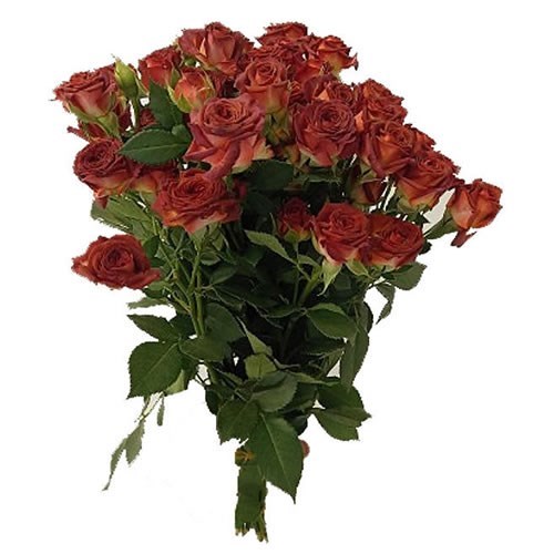 Rose Spray Chocolate Bubbles