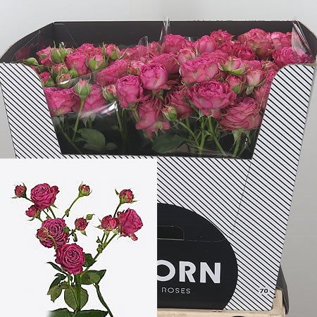 Rose Spray Clas Sensation