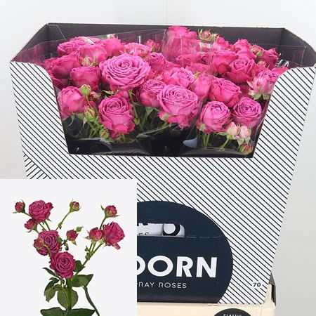Rose Spray Classic Sensation 80cm | Wholesale Dutch Flowers