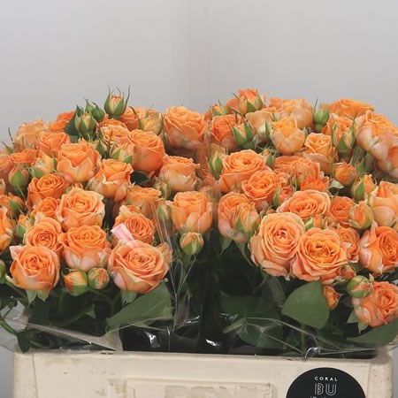 Rose Spray Coral Bubbles