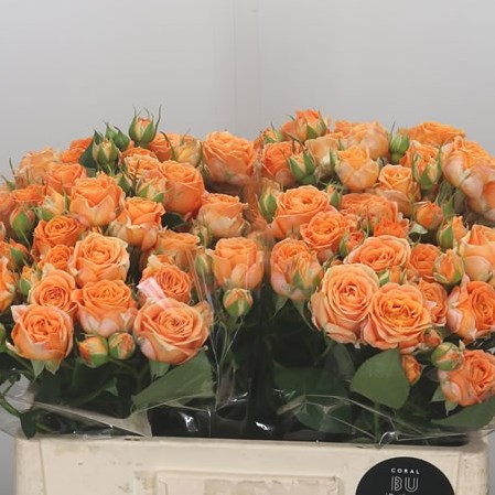 Rose Spray Coral Bubbles