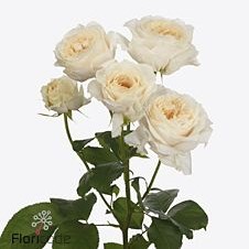 Rose Spray Cream Fragrance