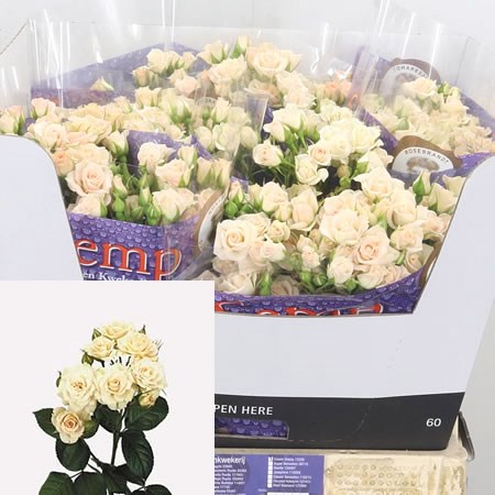 Rose Spray Cream Gracia