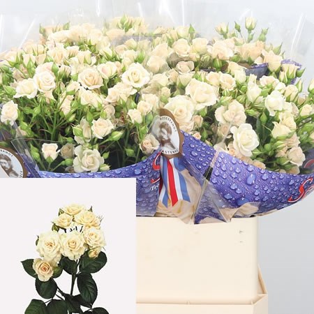 Rose Spray Cream Gracia