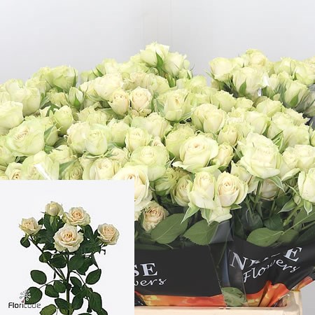 Rose Spray Cream Irischka